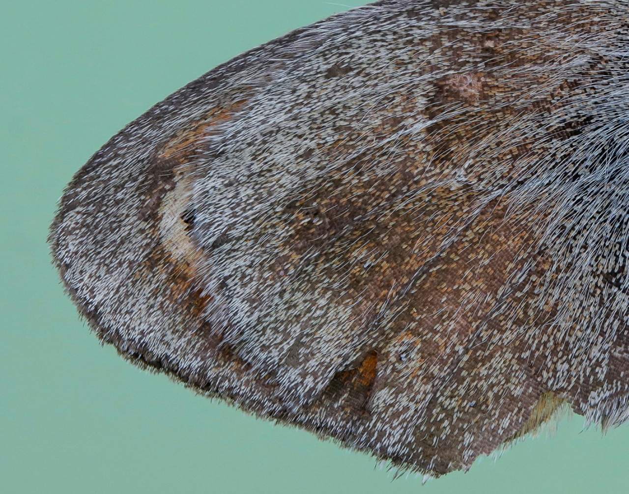 Nymphalidae Satyrinae - Coenonympha pamphilus